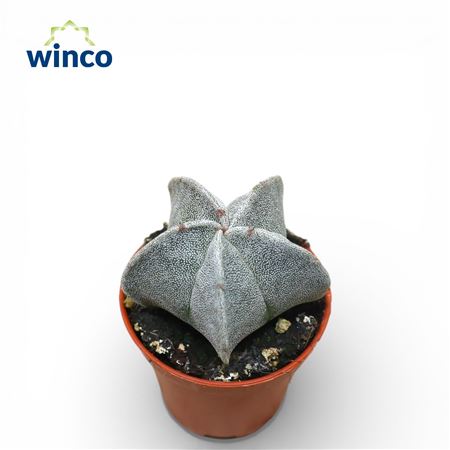 Astrophytum Myriostigma