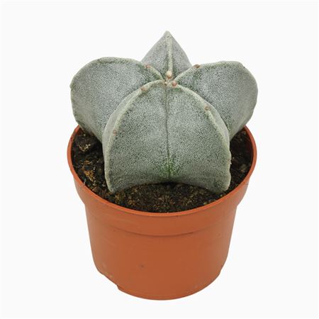 Astrophytum Myriostigma
