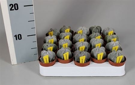 Astrophytum Myriostigma Naametiket