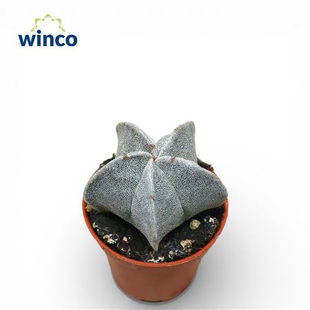 Astrophytum Myriostigma