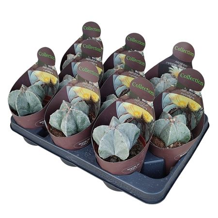 Astrophytum Myriostigma Potcover