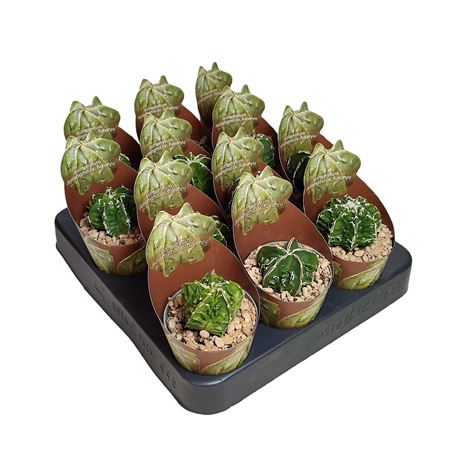 Astrophytum Myriostigma Fukuryu Potcover