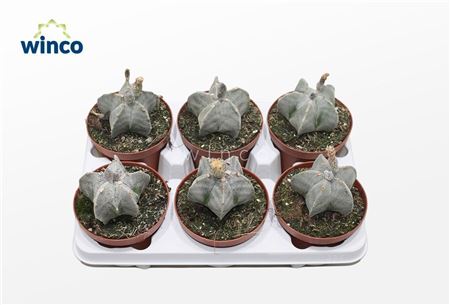 Astrophytum Myriostigma