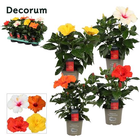 Hibiscus Mix (decorum)