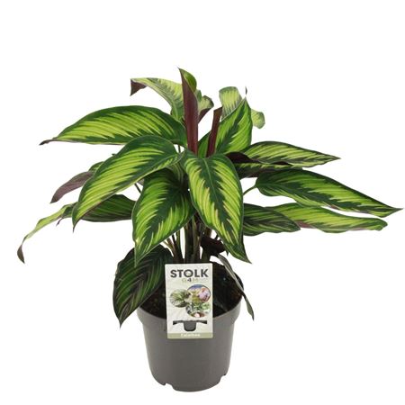 Calathea Beautystar (princeps)'
