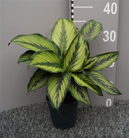 Calathea Beautystar