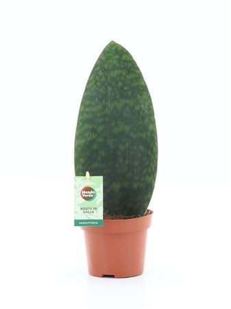 Sansevieria Grandis