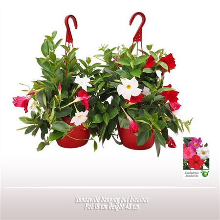 Mandevilla Bicolor Hanging Pot