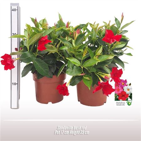 Mandevilla Red Bush