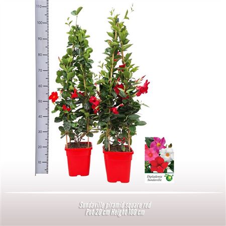 Mandevilla Pyramid Mix