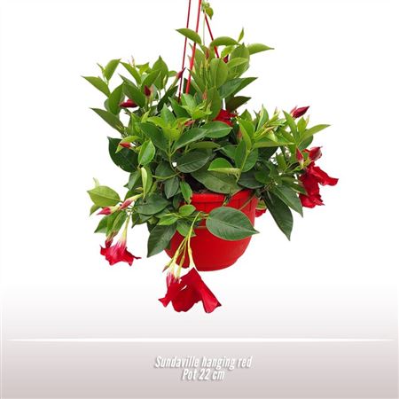 Mandevilla Pyramid Mix