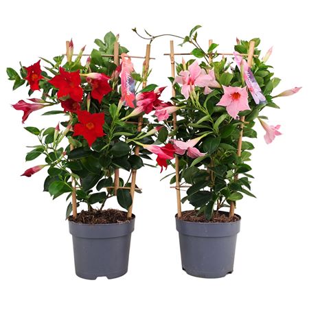 Mandevilla Mix On Reck