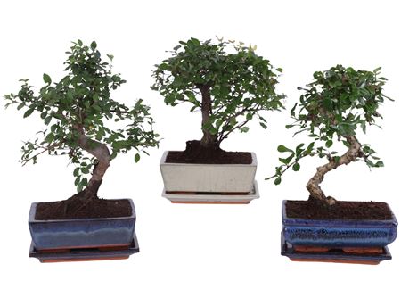 Bonsai Mix In Ceramic Ball/s-shape With Sa