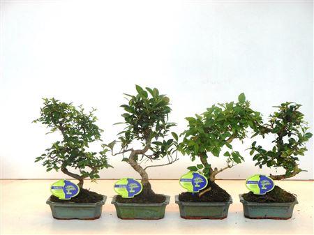 Bonsai Mix Indoor Shape Without Drip Tr