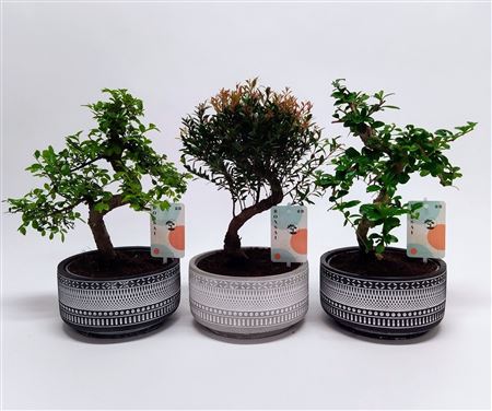 Bonsai Mix Tribal