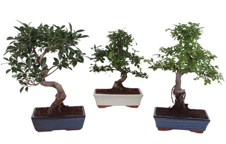 Bonsai Mix In Ceramic