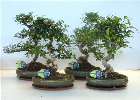 Bonsai Mix, Indoor, With Drip Tray