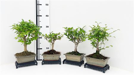 Bonsai Mix,with Table