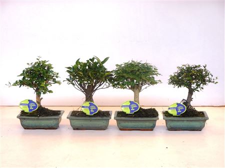 Bonsai Mix Indoor Broom Without Drip Tray