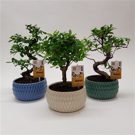 Bonsai Mix In Llily Ceramic