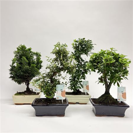 Bonsai Mix Mediterranean