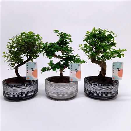Bonsai Mix Tribal