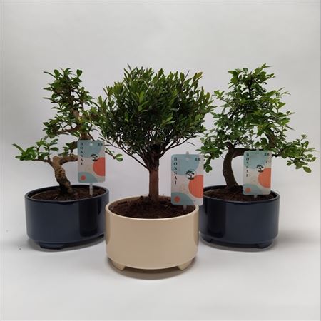 Bonsai Mix Modern Royal