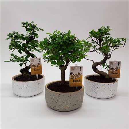 Bonsai Mix In Sparkling Gold Ceramic