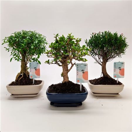 Bonsai Mix Traditional Ball