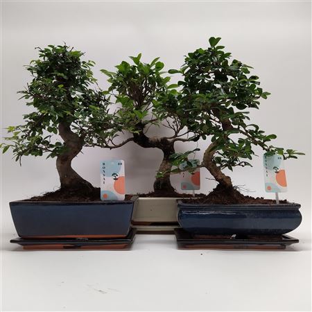 Bonsai Mix Traditional