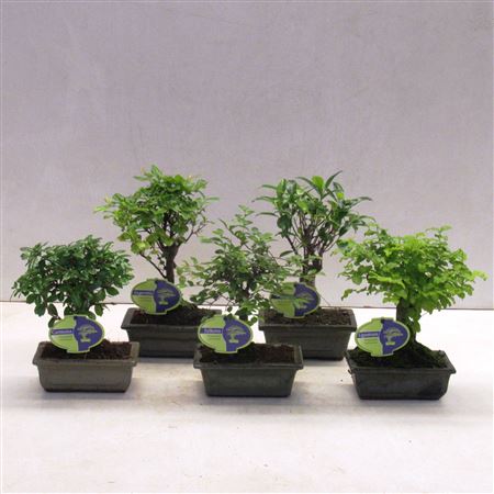 Bonsai Mix Indoor Broom Without Drip Tr