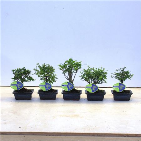 Bonsai Mix, Indoor, Without