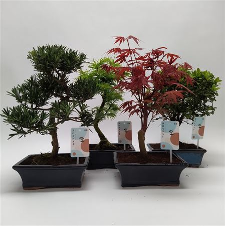 Bonsai Mix Outdoor