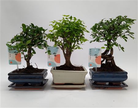 Bonsai Mix Traditional Ball
