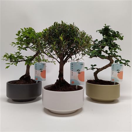 Bonsai Mix Pure