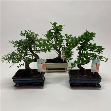 Bonsai Mix Traditional