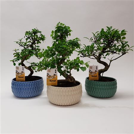 Bonsai Mix In Lily Ceramic