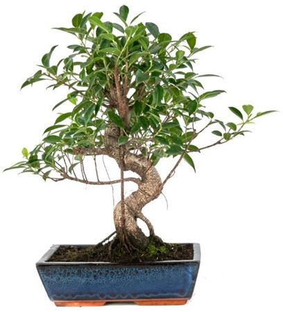 Bonsai Ficus Retusa S-shape