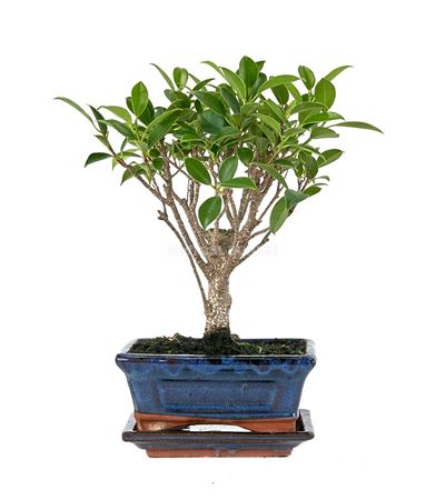 Bonsai Ficus Retusa Traditional Ball With Drip Tra