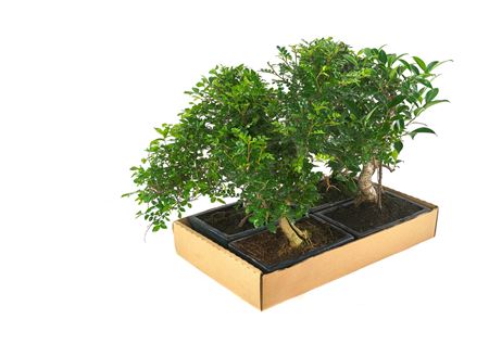 Bonsai Mix 10 Years With Saucer