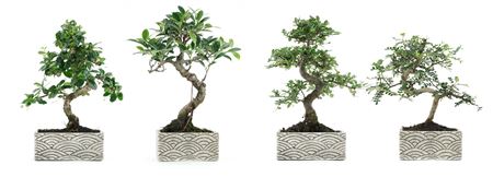 Bonsai Ficus Retusa 15 Pot-s-shape- Oriental Col