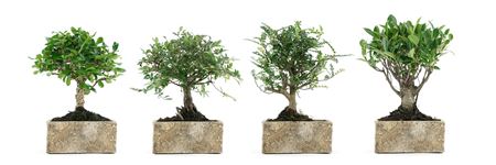 Bonsai Ficus Retusa Ball Natural Collection