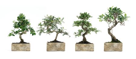 Bonsai Ficus Retusa S-shape Pot Natural Coll