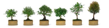 Bonsai Ficus Retusa Ball Pot Artisan Collecti