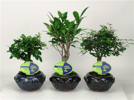 Bonsai Mix Indoor, 13 ., Broom, Without Drip Tra
