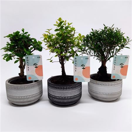 Bonsai Mix Tribal