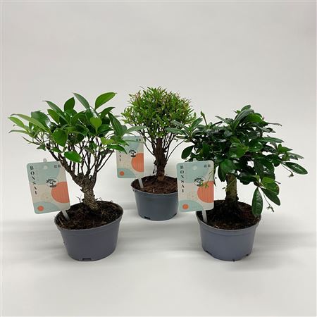Bonsai Mix Teeltpot