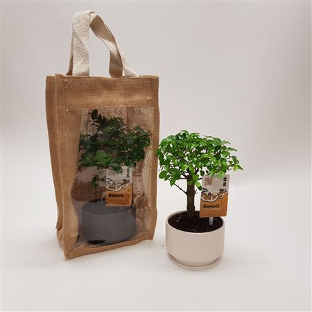 Bonsai Pure In Jute Giftbag