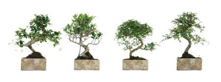 Bonsai Carmona S-shape Pot Natural Collectio