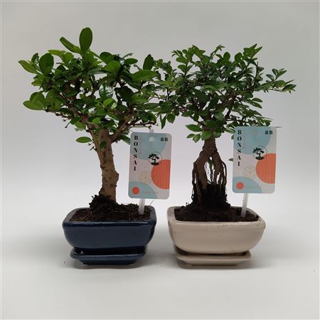 Bonsai Mix Landscape